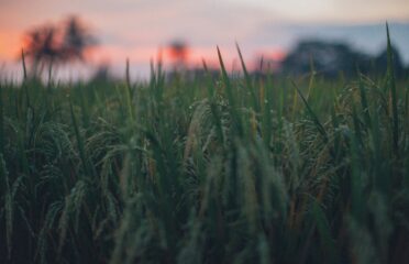 blog-grid-1-410x308